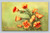 California Poppies The State Flower vintage postcard by Newman Post Card Co.