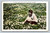 California poppy field near Los Angeles postcard