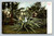 Century Plant postcard published by M. Rieder, made in Germany