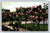 Rose Trees in San Francisco postcard by The O. Newman Company