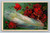 birthday light feather with red roses on dark background