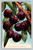 Cluster of black Tartarian cherries on vintage postcard by Edward H. Mitchell