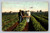 California Celery Fields Bishop California postcard