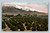 Midwinter scene of Old Baldy from orange groves in Los Angeles California