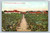 Wine Cellars at Italian Swiss Colony Asti California vintage postcard