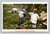 Greetings from Fenton Michigan colorful local landscape postcard