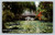 Water lilies at East Lake Park Los Angeles postcard