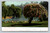 Lake at Baldwin's Ranch scenic view postcard from 1914 Los Angeles
