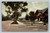 California Residence Street scene in Los Angeles postcard postmarked 1908