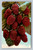 Loganberries fruit illustration postcard from San Francisco by Edw. H. Mitchell