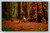 General Sherman Tree in Henry Cowell Redwoods State Park, Santa Cruz, California postcard