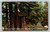 Lonesome yer surrounded by giants Santa Cruz big Trees California postcard