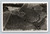 Olive Groves near Oroville California postcard by EASTMAN'S STUDIO