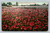 Field of Burbank's Crimson Escholtzia at Burbank's farm