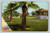 Library Park Pasadena California postcard