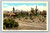A pack outfit on the desert scene San Diego postcard by C. T. American Art Colored
