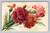 Unknown subject postcard from Italy published by The Rotograph Co. 1908