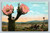 Cactus the Flower of the Desert postcard from Los Angeles