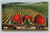 Specimen of strawberries postcard from San Francisco by Newman Post Card Co