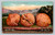 A carload of walnuts in San Francisco California vintage postcard by Edw. H. Mitchell