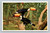 Toco Toucan from South America at San Diego Zoo postcard by FRYE & SMITH