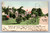 Promenade and Grounds of Hotel Royal Poinciana Palm Beach Fla postcard
