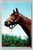 Thoroughbred horse in Middletown, New York by Dexter Press