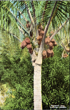 Hawaii マグカップ ボウル coconut tree HawaiiHalaCocunut_07222022_01_