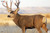 B/C TARGET EZE-SCORER 23"X35" MULE DEER 2 TARGETS