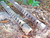 FALUJAH GRID TR IMPORTS PUMP CUSTOM DURACOAT Heat Shield Shotguns 12 Gauge  FALUJAH GRID TR IMPORTS PUMP CUSTOM DURACOAT Heat Shield Shotguns 12 Gauge