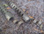 FALUJAH GRID TR IMPORTS PUMP CUSTOM DURACOAT Heat Shield Shotguns 12 Gauge  FALUJAH GRID TR IMPORTS PUMP CUSTOM DURACOAT Heat Shield Shotguns 12 Gauge