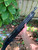 Beretta 1301 CUSTOM Heat Shield +Ranger Bands® Mod Shotgun CUSTOM Fit Mod 1 & 2