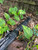 Beretta A300 CUSTOM Vapor Eye Heat Shield + Black Wrap Shotgun Fits Mod 1 & 2