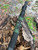 Beretta 1301 CUSTOM Vapor Eye Heat Shield + VIETNAM CAMO Wrap Shotgun Mod 1 & 2