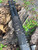 Mac 1014 CUSTOM Vapor Eye Heat Shield + BLACK MULTICAM CAMO Wrap Shotgun Mod 1 & 2