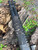 ORTHOS RAIDER S4 CUSTOM Vapor Eye Heat Shield + BLACK MULTICAM CAMO Wrap Shotgun Mod 1 & 2