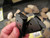 1 SINGLE Fits BROWNING 1922 MAGAZINE .32 ACP 9RD Pistol MAG CLIP 32 CLIP USA