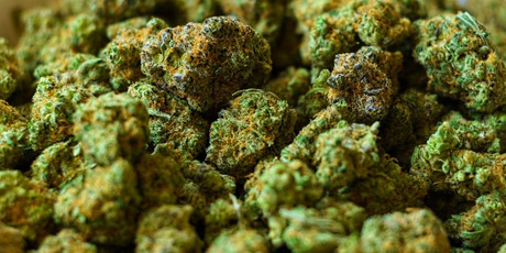 5 Ways Trimming Machines Improve Cannabis Consistency and Market Readiness