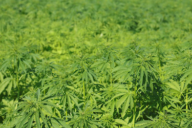 4 Ways to Optimize Your Hemp Processing Workflow