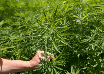 Why Smokable Hemp Is on the Rise—And the Legal Loopholes That Made It Happen