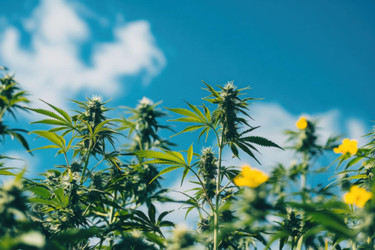 Revolutionizing Cannabis & Hemp Processing: Innovations, Inventions, and Patents 