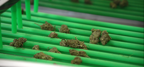 Revolutionizing Harvest Processing with Bud Sorting Machines