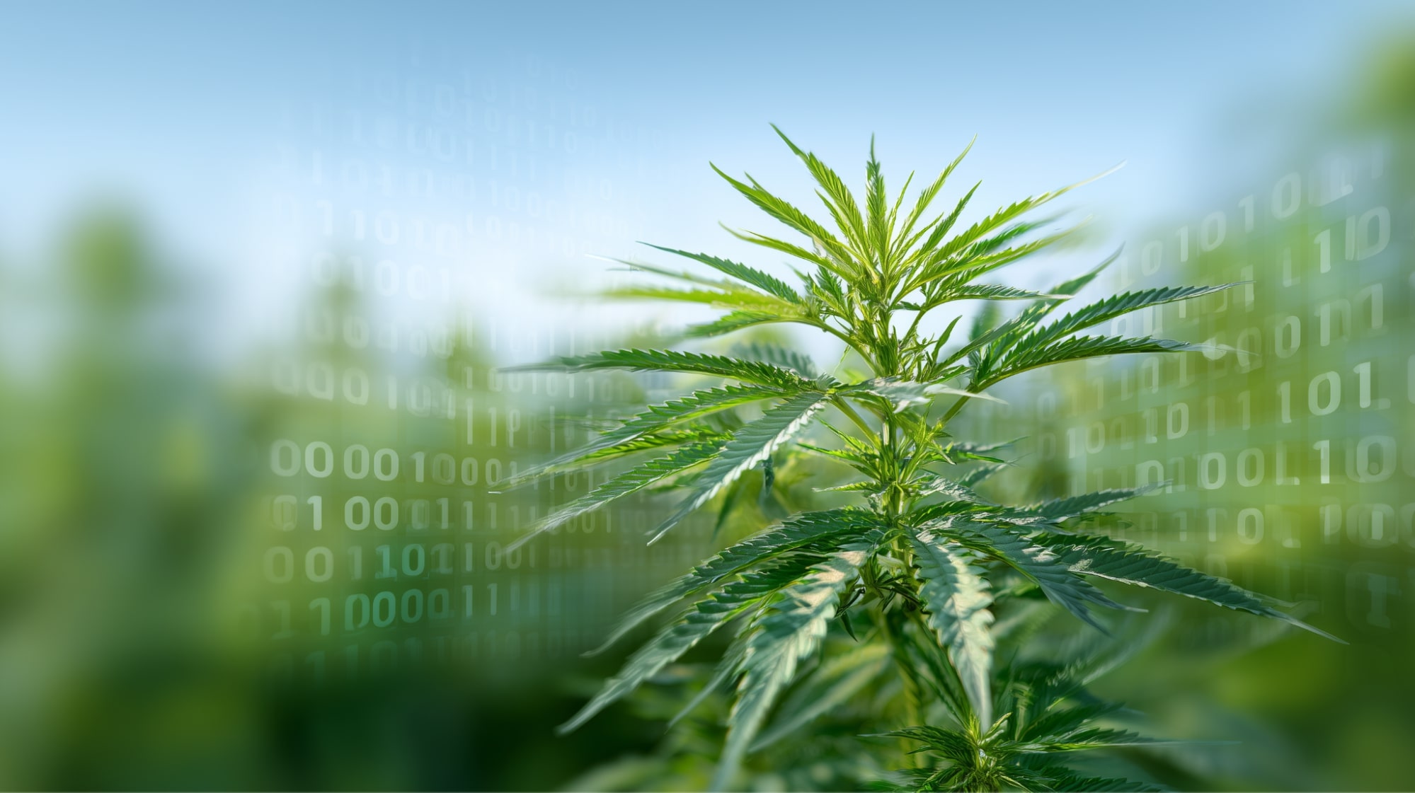 Industrial Cannabis Grinders & Bud Sorters: How Python Industries Simplifies Post-Harvest Processing at Any Scale