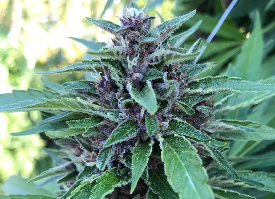 Tom's Tumble Trimmer Review Toms Tumble Trimmer