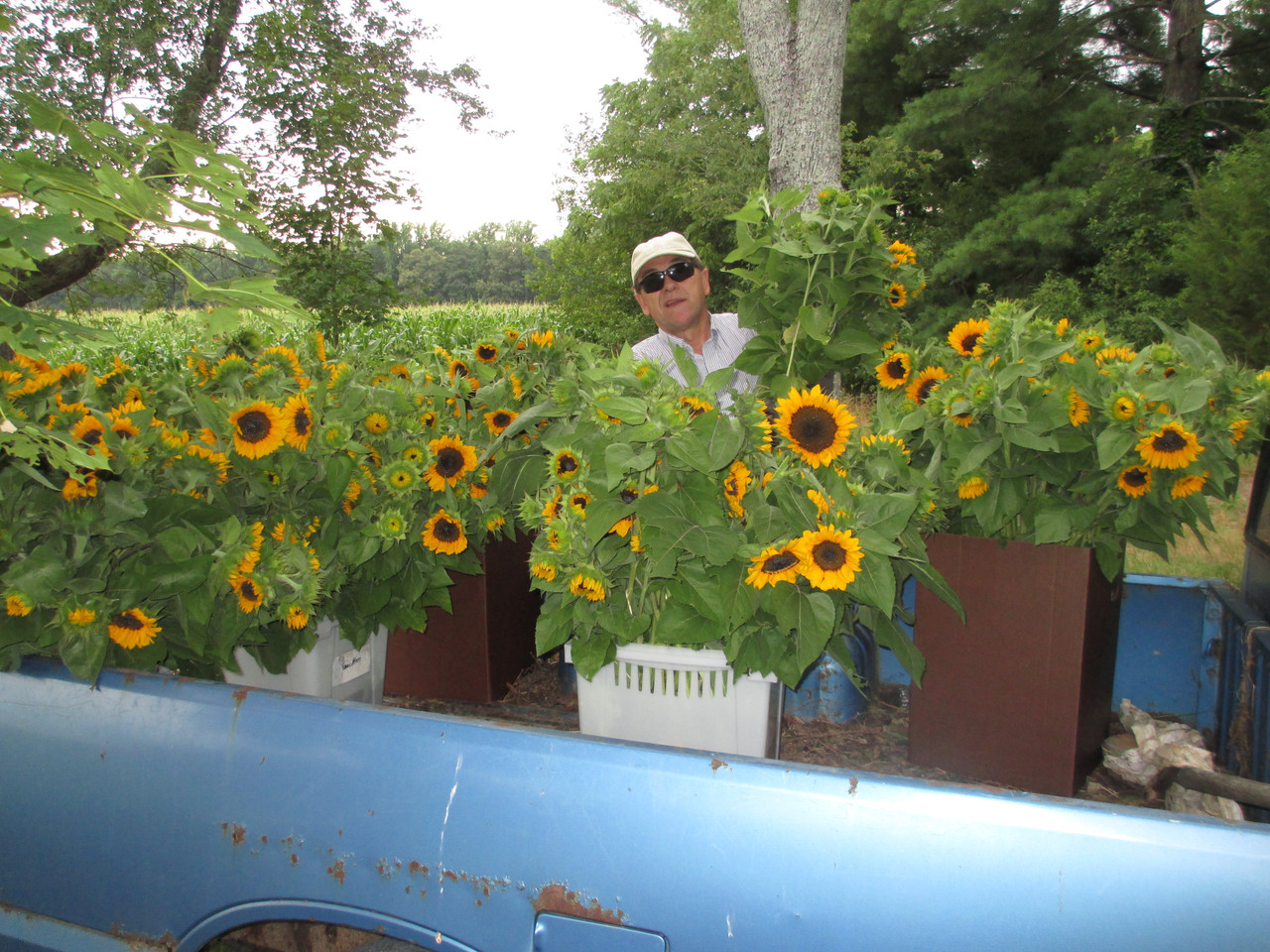 Sunny Sunflowers in Midlothian VA - Flowers Make Scents-Midlothian Virginia