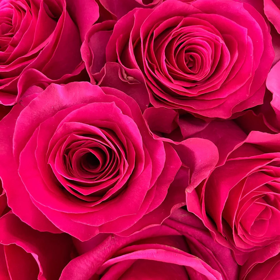 TWO DOZEN PINK ROSES - SPECIAL SUMMER PRICES! - Vogue Flowers