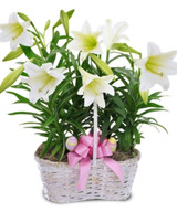 Can Easter Lilies Be Planted Outside