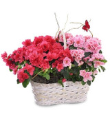 Can Azaleas Received as a Gift Be Planted Outside?