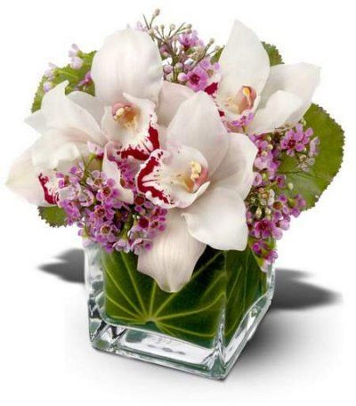 Orchid Special Vogue Flowers