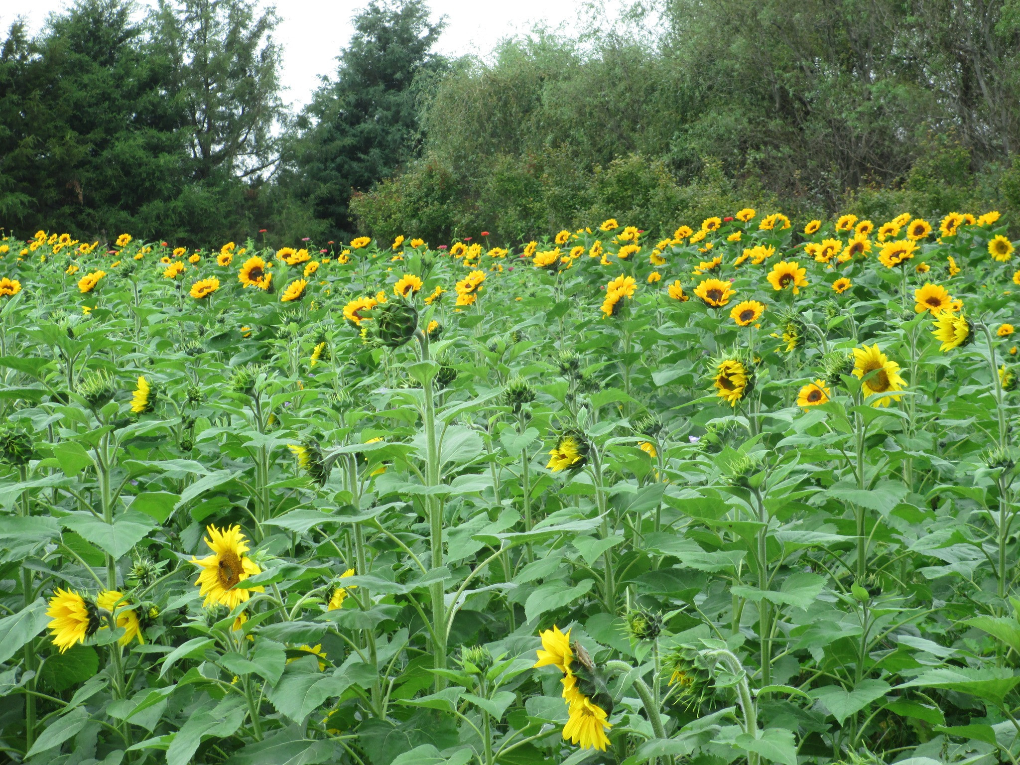 Birthday Flowers Delivery Richmond Va Vogue Flower Market